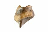 Partial Triceratops Shed Tooth - Montana #72489-1